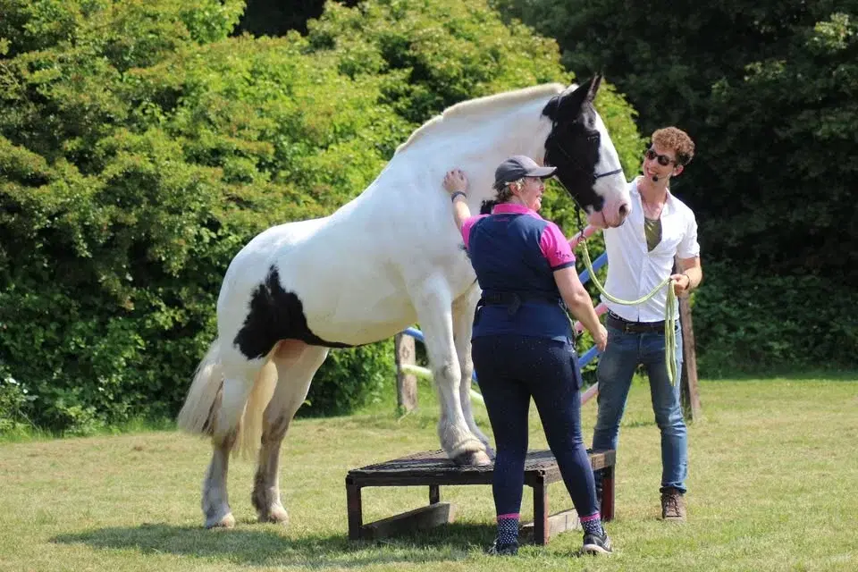 A Day at.. Collingham Horse Adventure Park w/ Rosca Horsemanship 2026