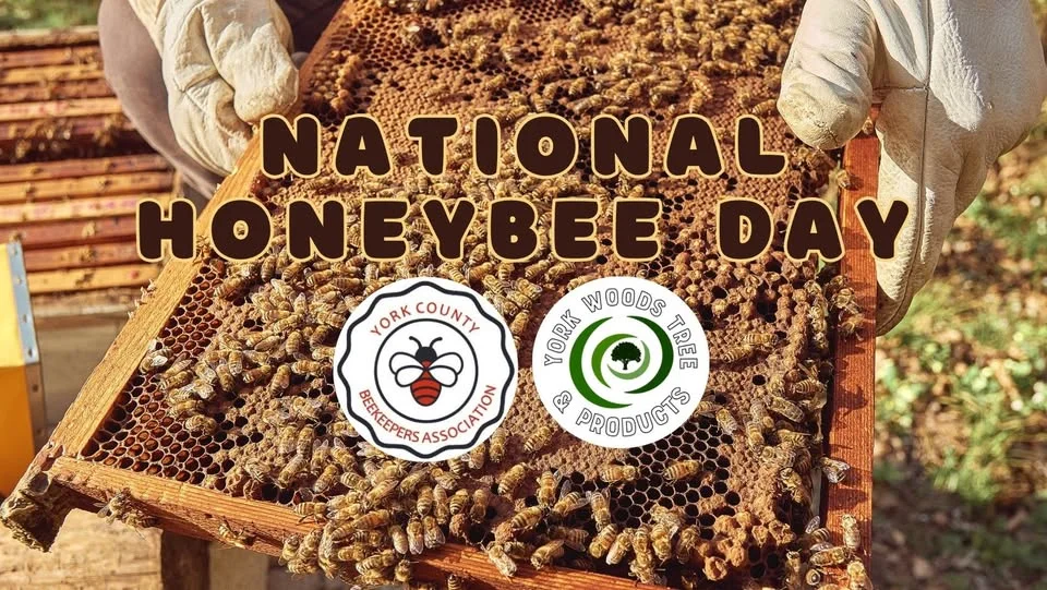 Honeybee Day & Honey Tasting Contest