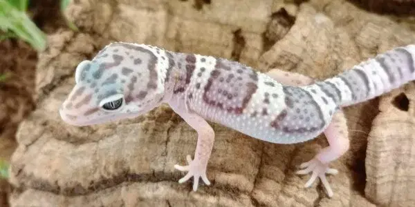 Reptile and Mini Beast Experience