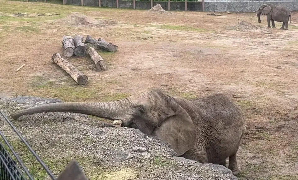 Yoga at the Zoo-Elephant Overlook