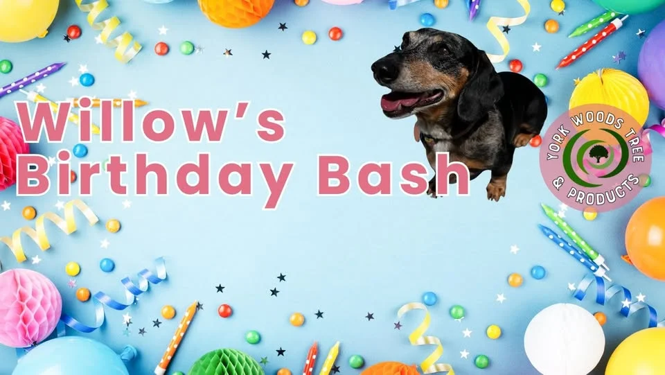 Willow's Birthday Bash
