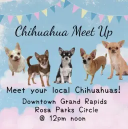 Chihuahua Meet Up