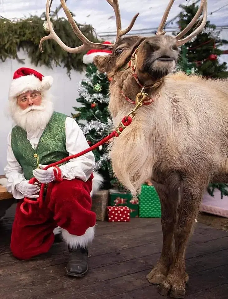 The Reindeer & Gift Market