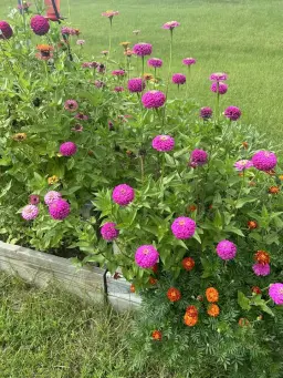 Central Arkansas Homestead Conference