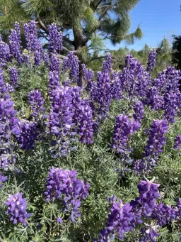 Wildflower Focused Jeffrey Pine Loop to Little Falls Loop *Registration & Fee Required*