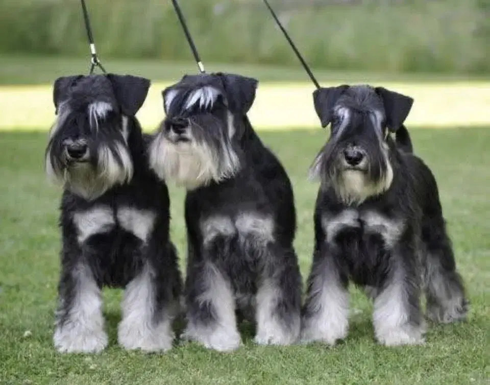 Nybörjarkurs i trimning