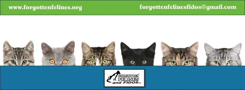 Cash Bingo to Support Forgotten Felines and Fidos!