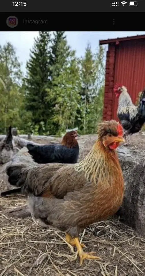 Hönsbytardag & Bakluckeloppis