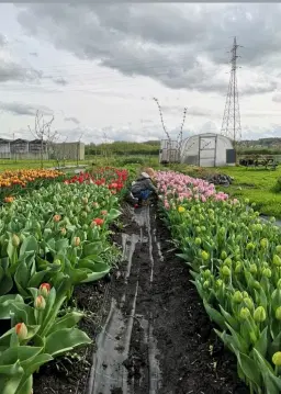 Tulpen-pluk & info-moment