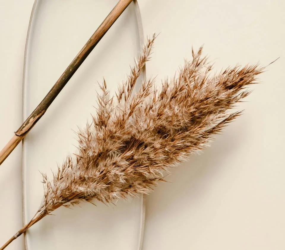 WORKSHOP AYURVEDA & THE DOSHAS - the essentials