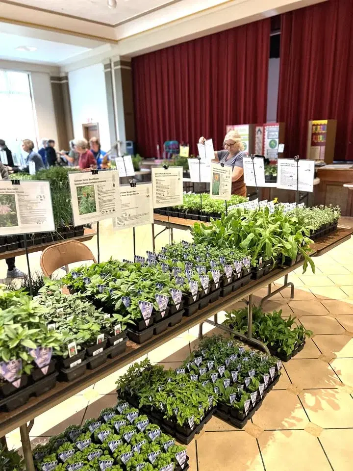 Webster Groves Herb Society Herb Sale