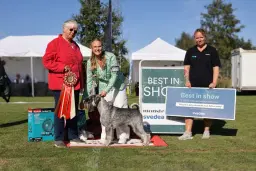 SÖKKs internationella hundutställning på Ekängen 2026