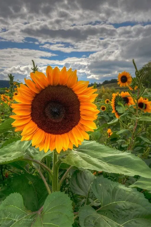EMPTY POCKETS RANCH 6th ANNUAL SUNFLOWER FESTIVAL