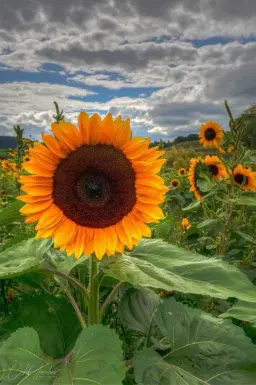 EMPTY POCKETS RANCH 6th ANNUAL SUNFLOWER FESTIVAL