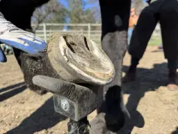 Squamish 3 Day Trimming Clinic April 17 - 19 2026