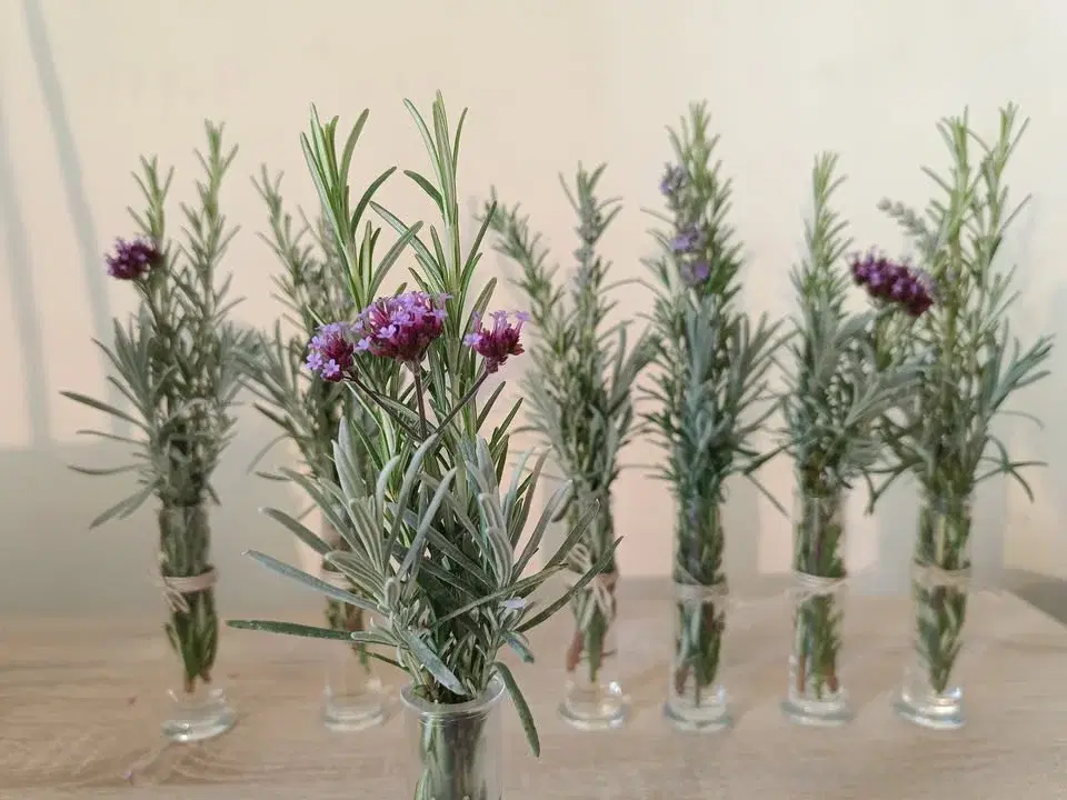 Zeliščni vikend v samostanu Mekinje