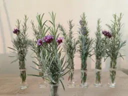 Zeliščni vikend v samostanu Mekinje