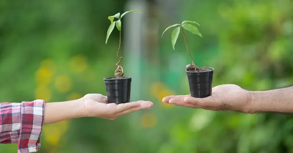 Palánta csere a Madarak és Fák napján