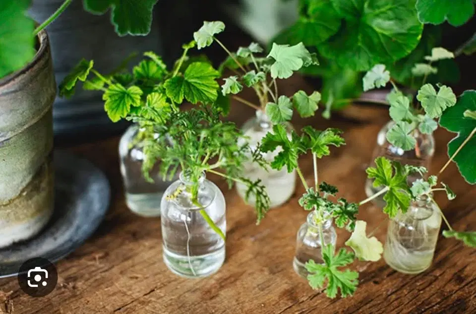 Frö- och sticklingbyte