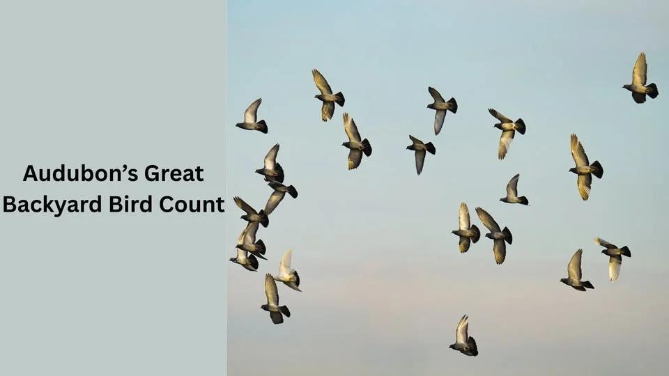 Audubon’s Great Backyard Bird Count