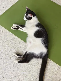 Yoga with Cats