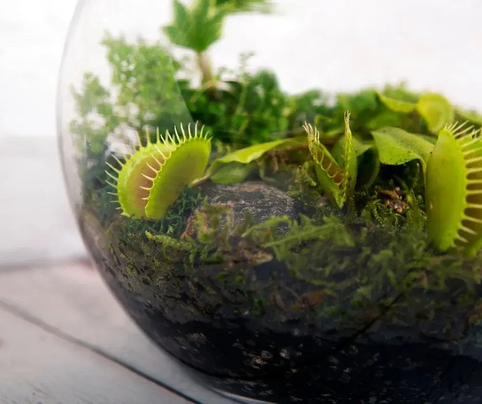 Carnivorous Plant Workshop