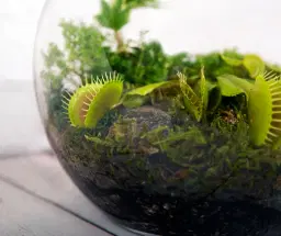 Carnivorous Plant Workshop