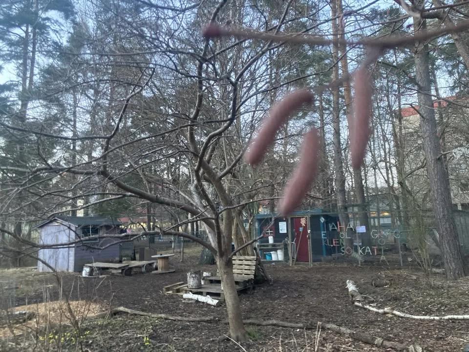 Vårvinterbeskärning på Internationella Skogsdagen
