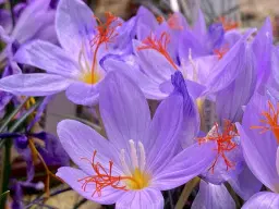 Möt våren i Botaniska