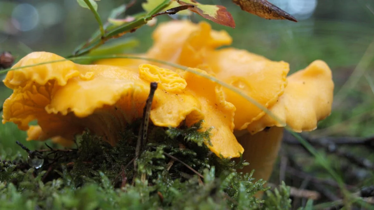 Svampetur i Store Dyrehave