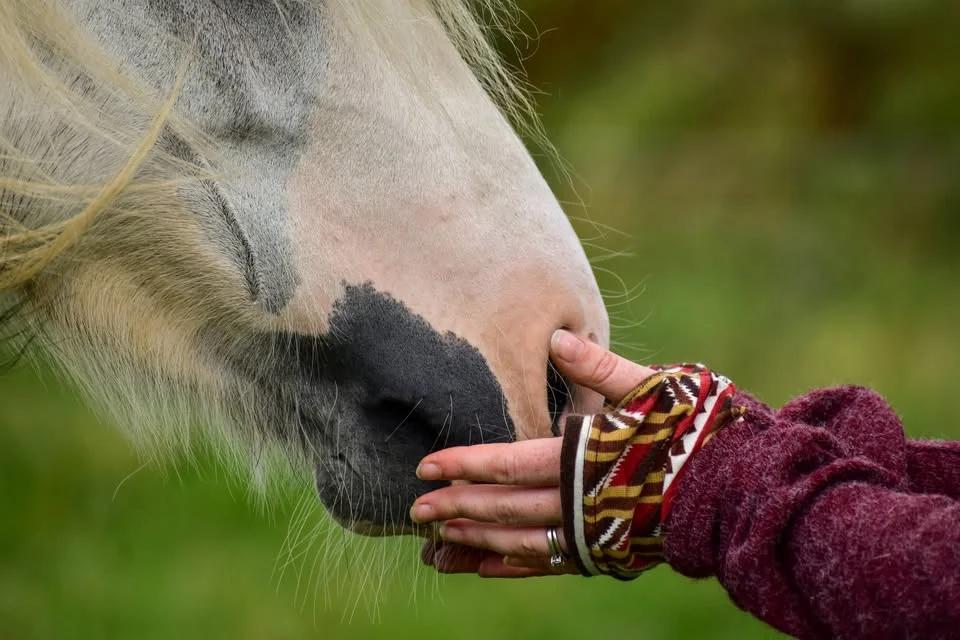 The Connection Piece Nervous System Workshop w/ Rosca Horsemanship at Derby College EC