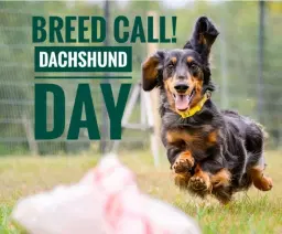 Dachshund Day at TCD FastCAT