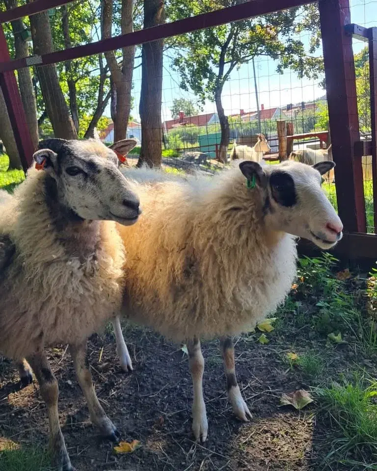 Nationella 4H-dagen 2026