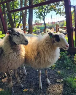 Nationella 4H-dagen 2026