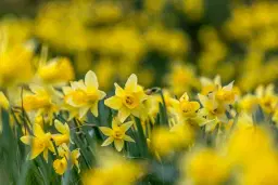 April Walk - Farndale - Your Time Out with YTO – A Wellbeing Walk in Nature