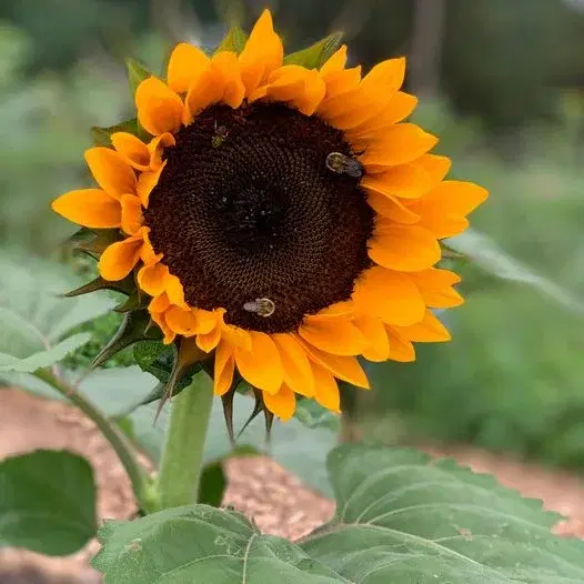 6th Annual Summer Farm Festival