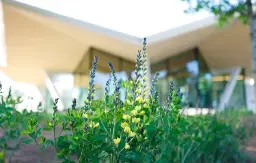 Art Insights: Mindful Living