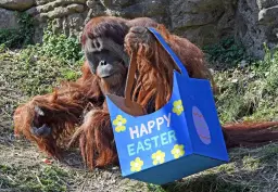 Easter Celebration presented by Mike's Car Wash