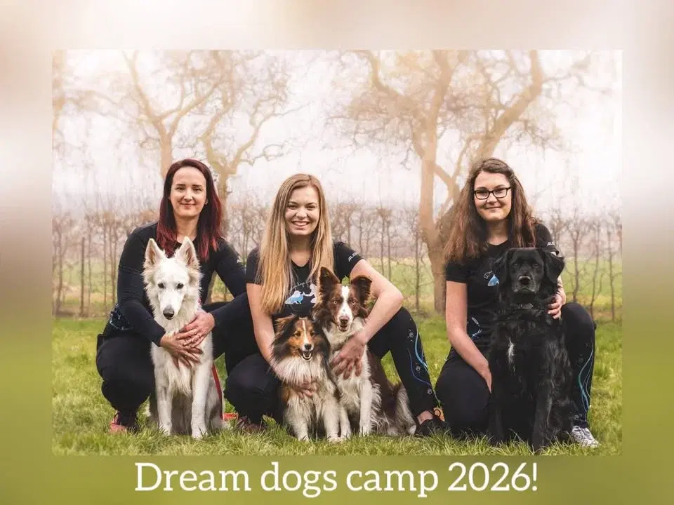Dream dogs camp 2026!