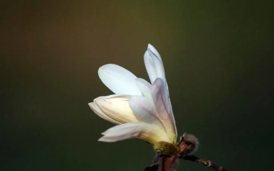 Lördagsmusik: Sköna maj, välkommen