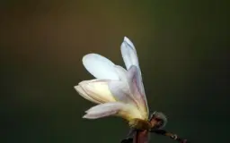 Lördagsmusik: Sköna maj, välkommen