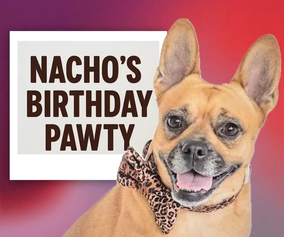 NACHO'S BIRTHDAY PAWTY Fun Dog Show
