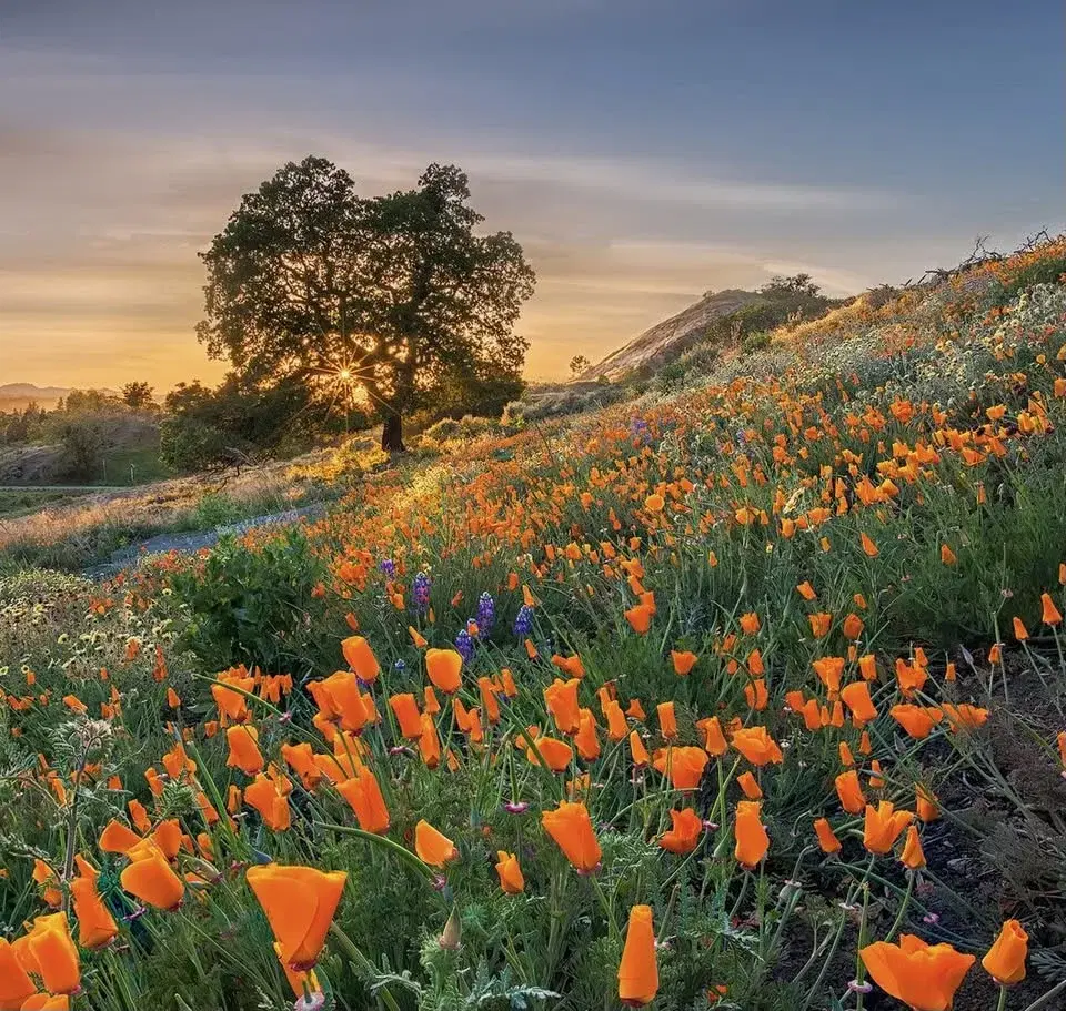 Superbloom Campout on Mount Diablo: World's Greatest Panorama