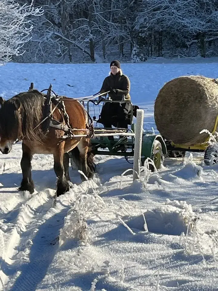 Körutbildning av häst och kusk grundutbildning/vidareutbildning