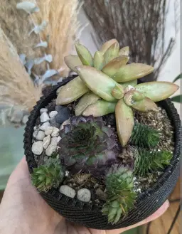 Succulent, Sips and Bites workshop