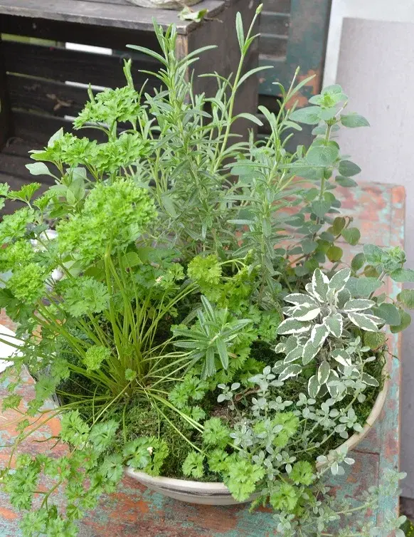 Earth Day Herb Planter
