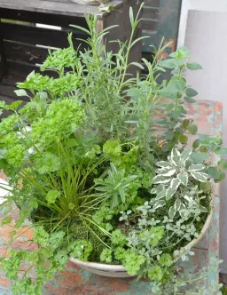 Earth Day Herb Planter