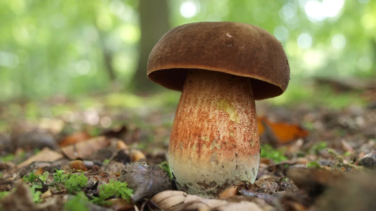 Svampetur i Jægersborg Dyrehave