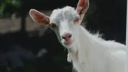 Kulningskurs på Skogstorpet