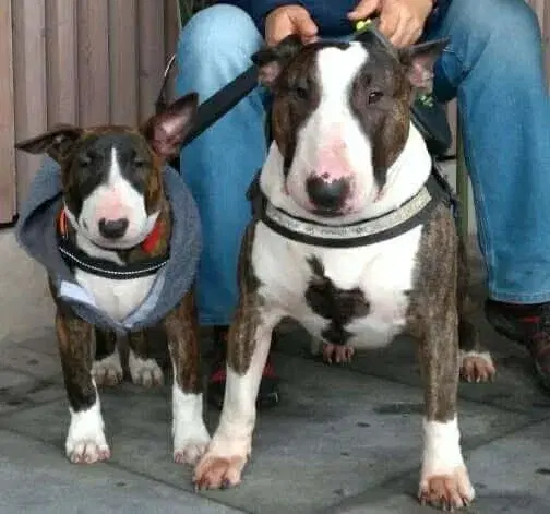 Toro’s Rainbow Birthday Trot 🌈